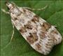 1333 (63.066) Scoparia pyralella